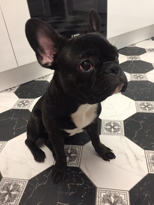 Французский бульдог 8 месяцев фото. Щенок английского бульдога 1 месяц. Английский бульдог +були. Девочка французского бульдога 6 месяцев. Английский бульдог кушает.