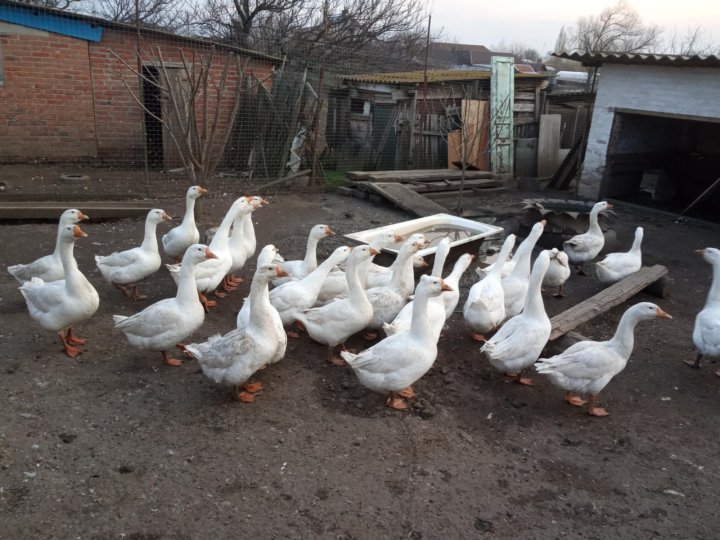 Подработка гусь. Гуси месячные. гуси авито. месячный гусь фото. гуси месячные фото.