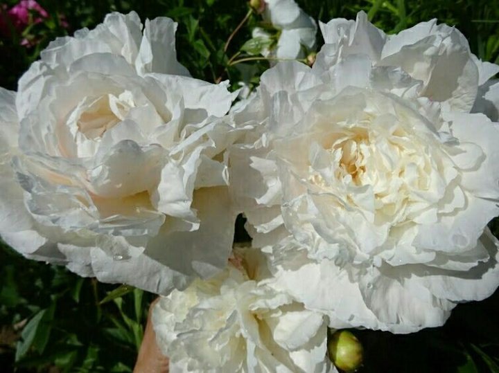 Пион Мазерс Чойс: внешний вид и особенности выращивания этого сорта Flowers, Veg