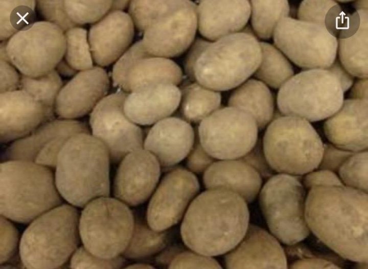 Замерзнет ли картошка при 3. Замерзнет ли картошка при 3. Посадка картофеля в снег. Минск картошка. Темные пятна на картошке.