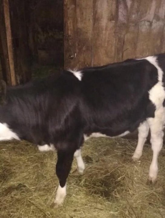 телята бычки. теленок 6 месяцев. теленок 6 месяцев фото. теленок 6 месяцев. подслушанотеньгушевобрахолка.
