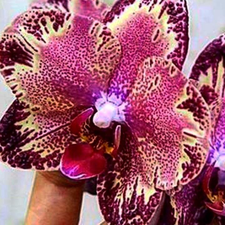 Орхидея кимоно бабочка