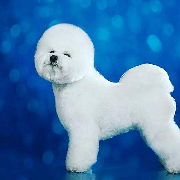 Бишон фризе какой самый лучший окрас. Бишон фризе щенок. Бишон фризе. Бишон екатеринбург. Бишон фризе серый.