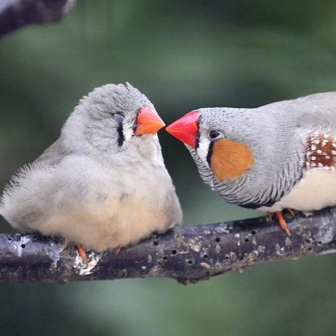 Кто такие амадины фото