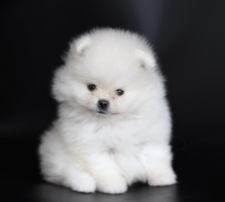 авито домашние животные собаки. авито абакан животные. авито абакан животные. щенки русский спаниель абакан. авито абакан животные.