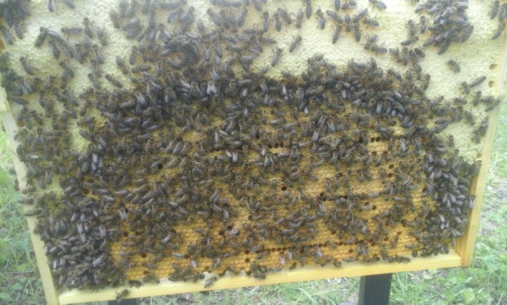 Пчелопакеты 2024 в краснодарском крае купить