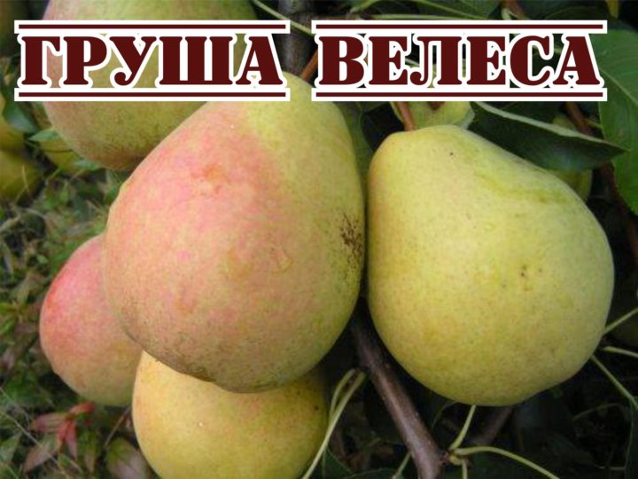 Груша велеса фото