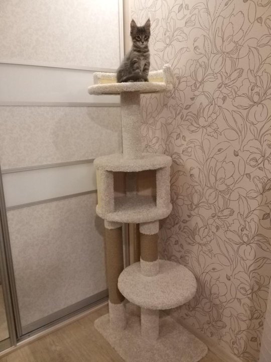 Котомастер Домики Для Кошек Интернет Магазин