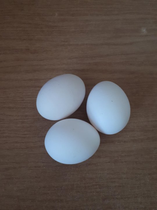 Купить яйцо инкубационное в нижегородской. Пушкинские яйца.