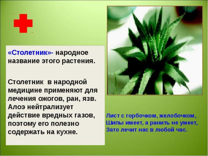 Алоэ проект 2 класс
