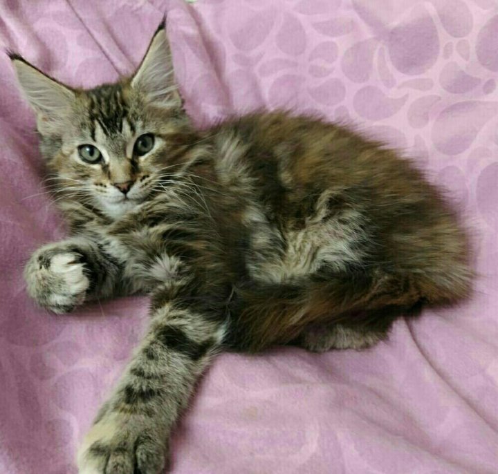 Hvostoff питомник мейн кунов. котята мейн кун курган.