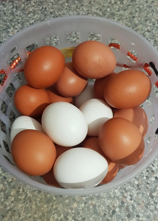 Купить яйца иркутск. Домашние яйца 100 руб. Домашние яйца в ведре. Картинка яйца куриные домашние. Домашние яйца консистенции.