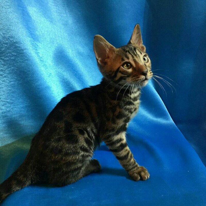 Расцветка Бенгальских Кошек Фото