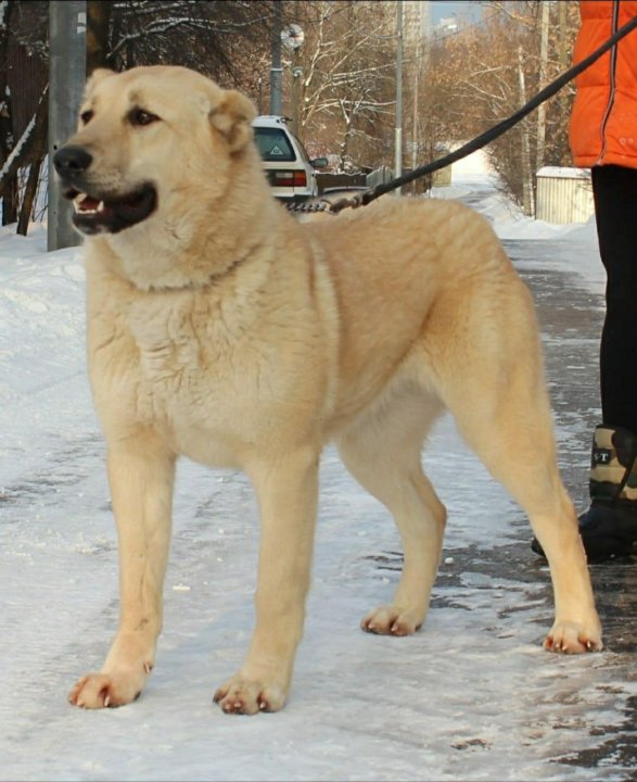 Грузинская короткошёрстная собака