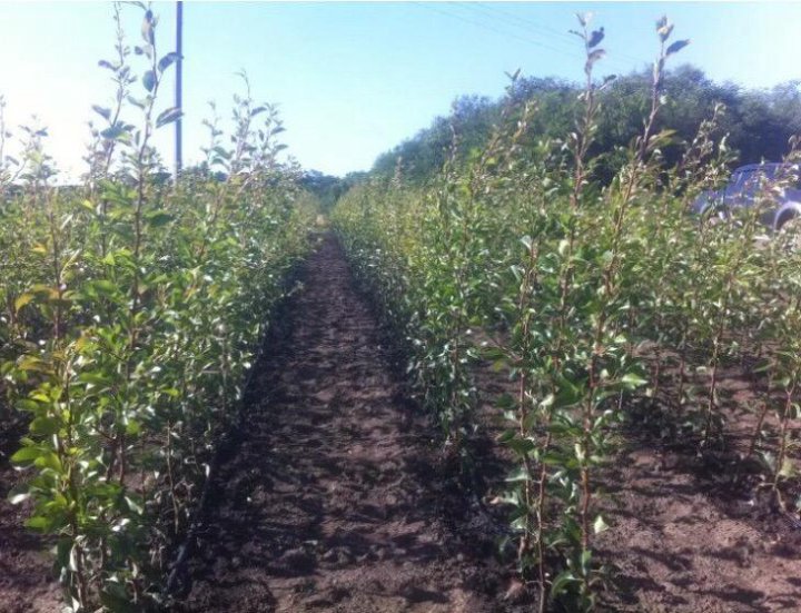 Пос горный ростовская область питомник. Плодовый питомник ростов. Плодопитомник яблони. Саженцы яблоня орлик. Плодопитомник яблони.