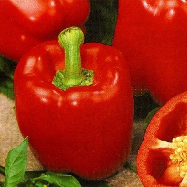 Перец Калифорнийское Чудо Характеристика Фото