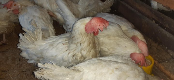 Pin on chicken breeds