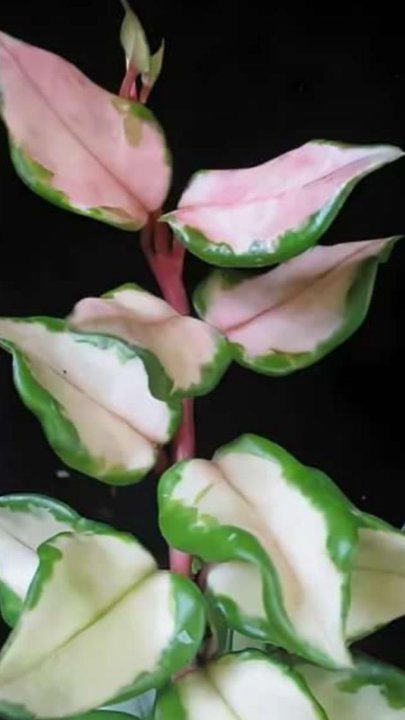 Hoya carnosa экзотика