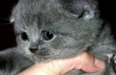 Котята ижевск. Кошенятка. Авито ижевск шотландский котенок. Шотландские котята пенза. Котята ижевск.