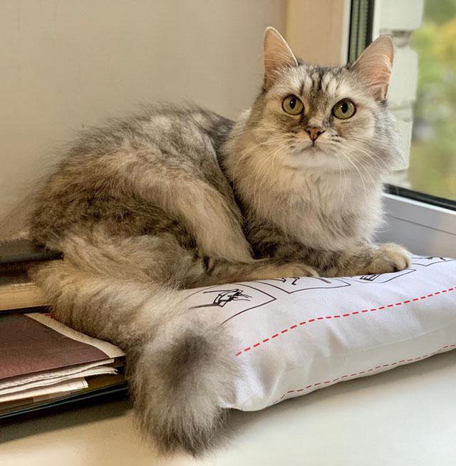 британская длинношёрстная кошка. умные домашние кошки. самые умные коты. кот с книжкой. деловой кот.