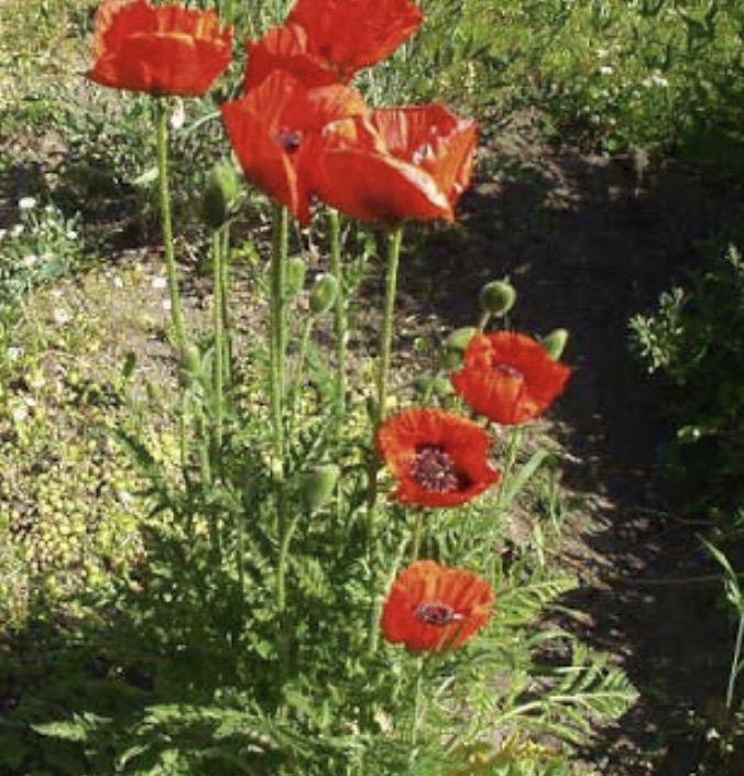 Мак опийный (papaver somniferum). Можно садить мак. Можно садить мак. Можно ли сажать маки. Мак восточный papaver orientale 'cedar hill'.