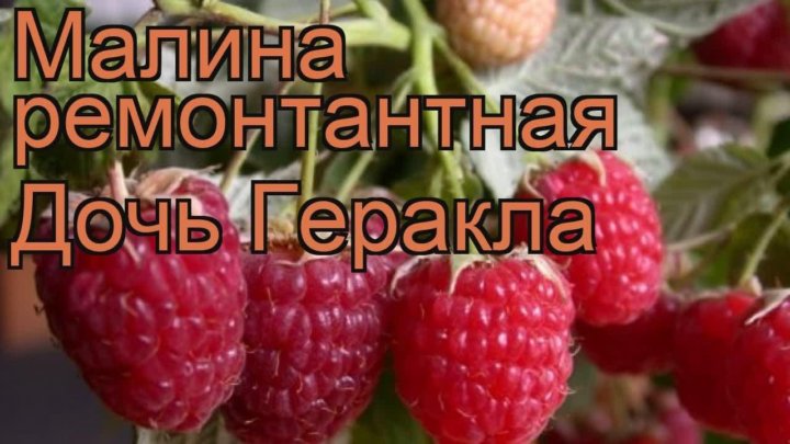 Сорт малины дочь геракла фото и описание