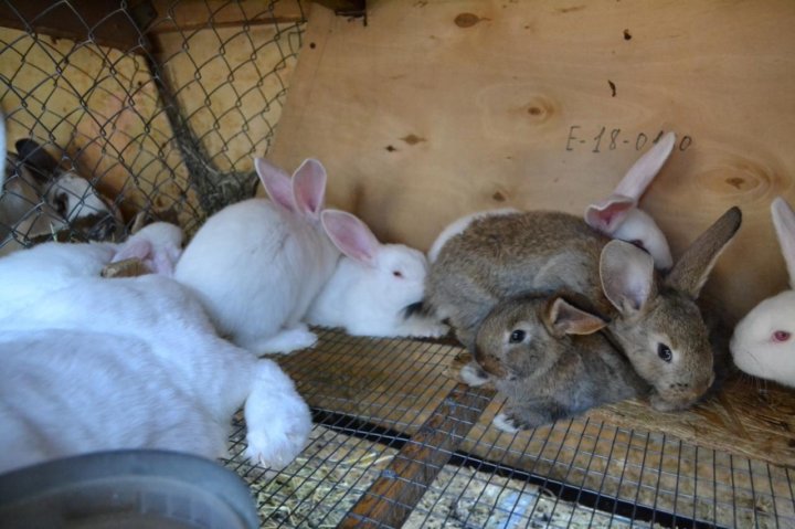 Купить кроликов в орле. Авито Симферополь животные. Купить кроликов в Башкирии. Купить кроликов в Первоуральске. Купить кролики в Воронеже.