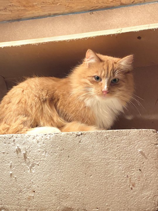 Рыжий котик симба