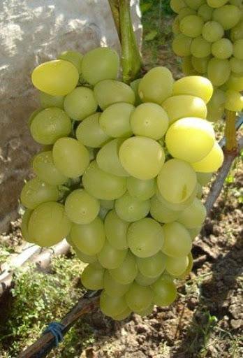 Виноград Аркадия Виноградник Вадима Жилина на северной окраине Александрова