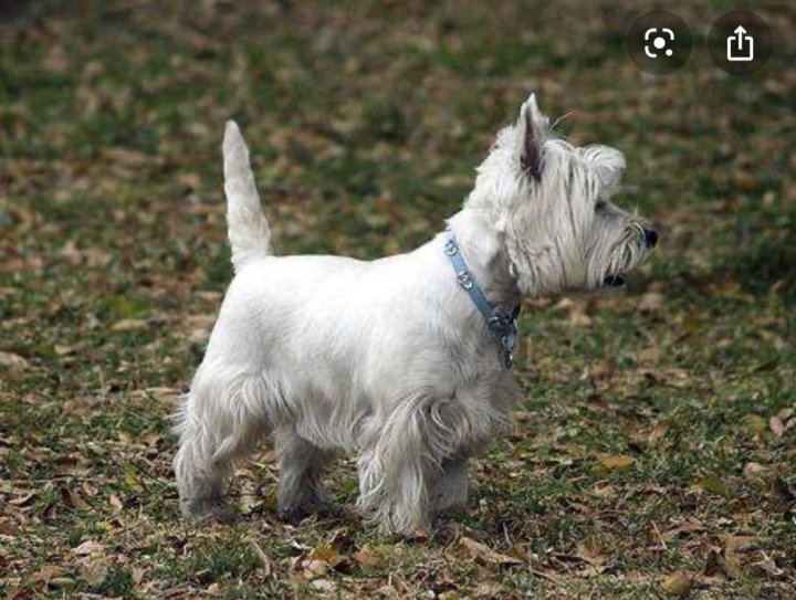 Весь хайлкнд уайт терьер. Вест хайленд вайт терьер. Белые терьеры как называется. Уэст хайленд уайт терьер. Вест вайт терьер.