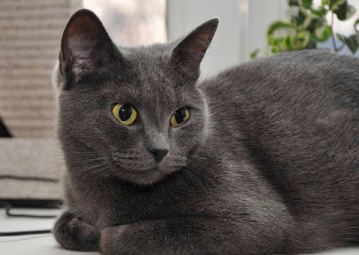Русская голубая кошка фото