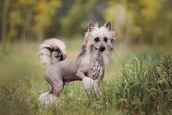 китайская хохлатая собака щенок