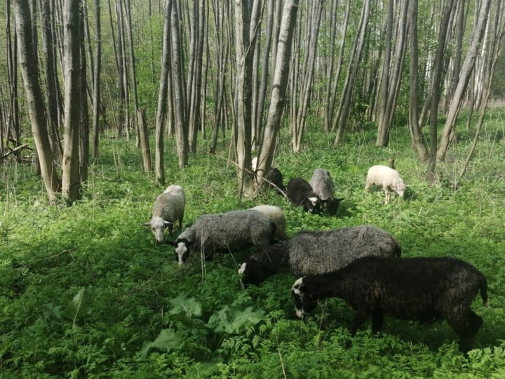 Животные в Киржаче. Авито овцы и бараны. Sale Sheep. Каракуливое