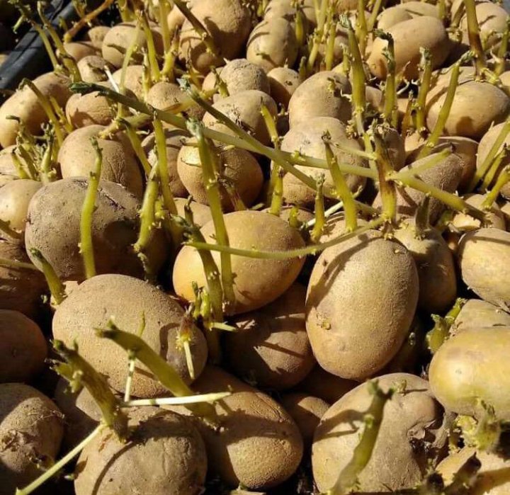 Семенная картошка. Семена картофеля адретта. Семенной картофель адретта. Семенной картофель. Сорт картофеля гала элита.