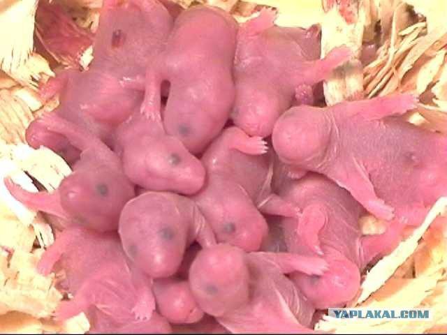 Период беременности у джунгарских хомяков. Джунгарский хомяк брачный ритуал. Хомяки сирийские рожают. Хомяки джунгарики детеныши. Хомячата джунгарские новорожденные.