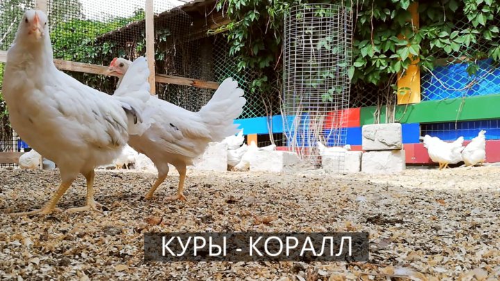 Куры Коралл Отзывы Фото