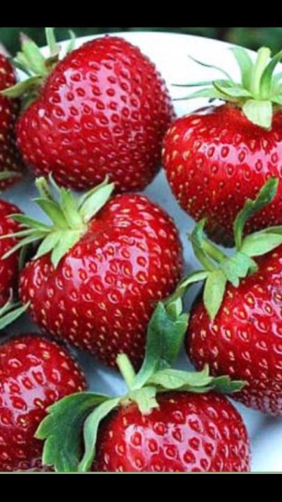 Клубника свежая. Клубника флорентина. Клубничная ферма лежнево. Сладкая клубника. Клебика.