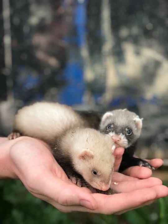 Library ferret мод. Хорек для детей. Щенку хорька 10 дней фото.