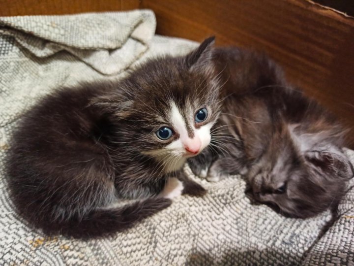 Котики 1 месяц. Котенок 1 месяц. Беспородный котенок 1 месяц. Котенок 1 месяц не породистый. Как выглядит котенок в 1 месяц.