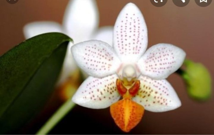 Фаленопсис мини марк фото Орхидея подросток Мини Марк - купить в Москве, цена 650 руб., продано 29 июня 20