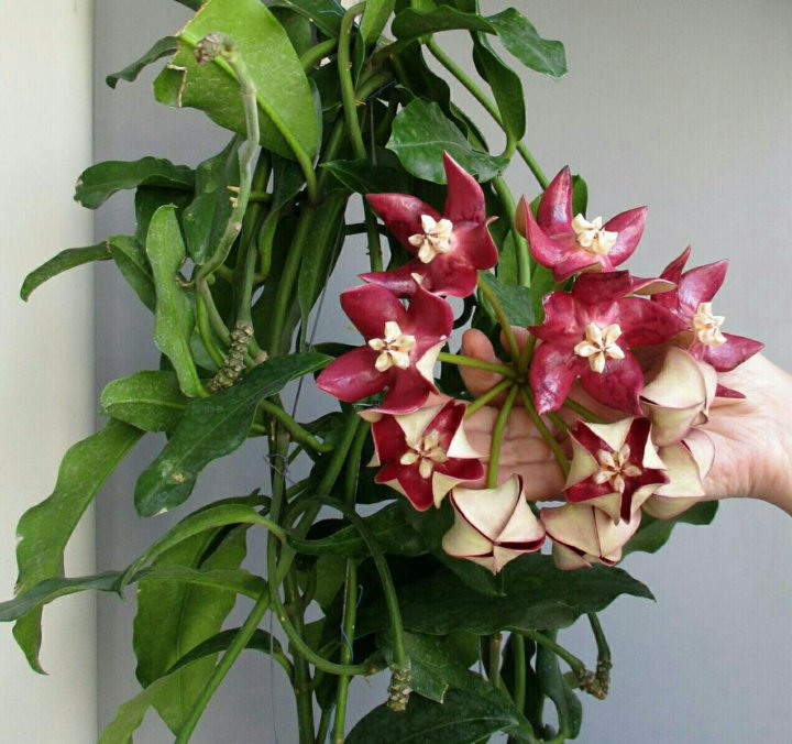 Hoya Imperialis Bloom