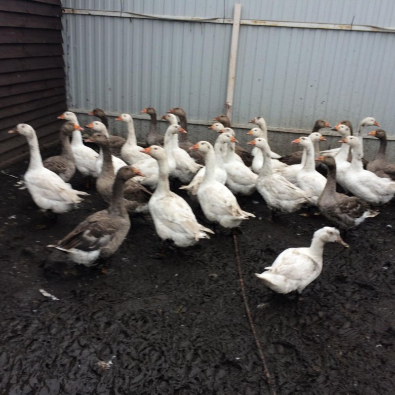 Сколько сейчас стоит гусь. Гусь живой на рынке. Куры гуси. Гуси стоящие в ряд. Взрослый гусь.