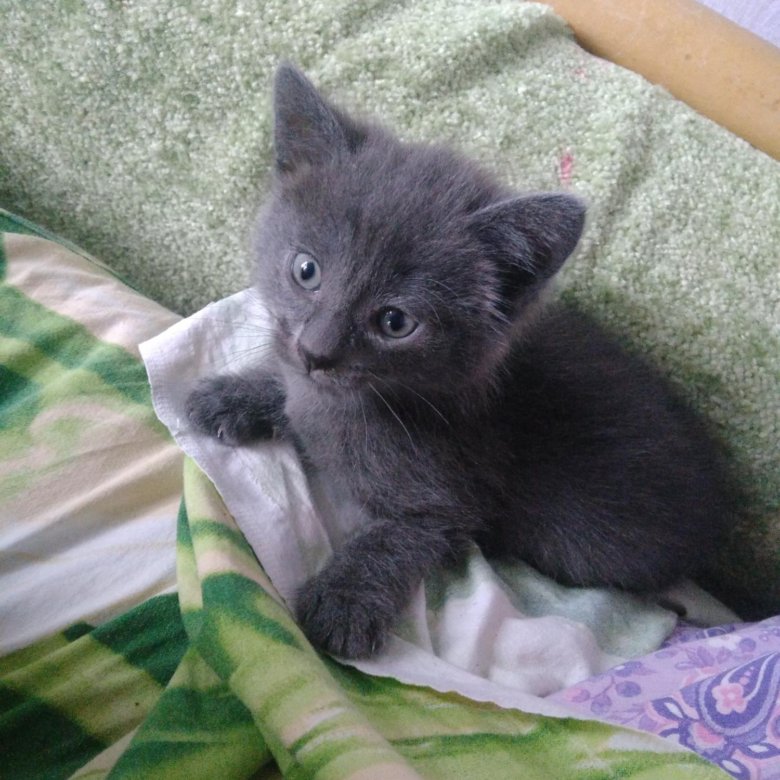 Котята череповец. Котята за 100 рублей. авито череповец кошка.