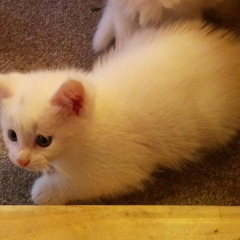 котята в орле в добрые руки. котята в приюте. рыжая кошка с белыми лапками. кот в добрые руки в коломне. рыжий кот коломна.