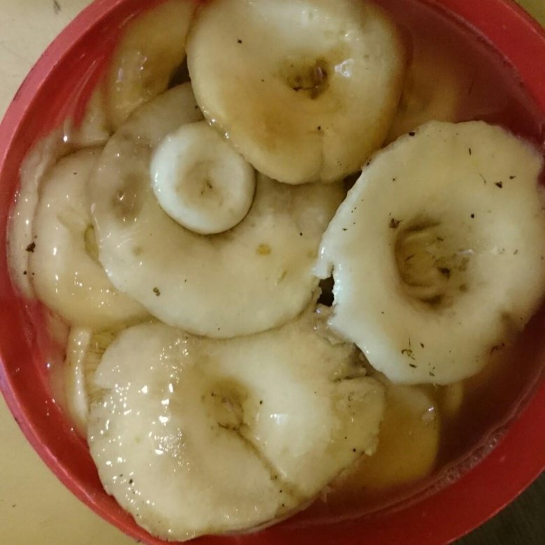 Млечный груздь. Белый груздь. Гриб груздь скрипун. Гриб белый груздь. Белый груздь грибы белянки.