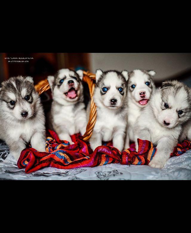 Порода хаски. Реклама хаски. Вязка хаски. Реклама хаски. Хаски реклама.