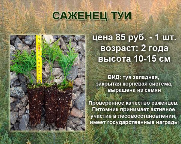 Корневая система туи брабант в глубину и ширину фото и описание