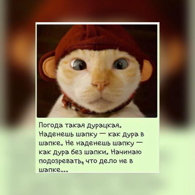 Картинки, смешные картинки про шапку как дура