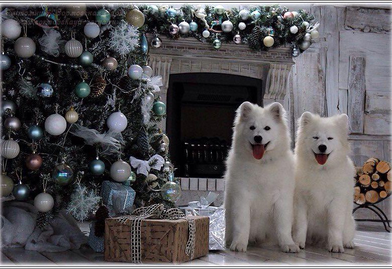 Новогодний самоед. Самоед в шапочке. Самоед в гирлянде. Щенки самоеда новый год. Самоед новый год.