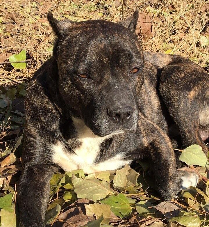 возьму большую собаку. собака рой саратов. собака по кличке барон. собака роет. пастушья собака бернский зенненхунд.